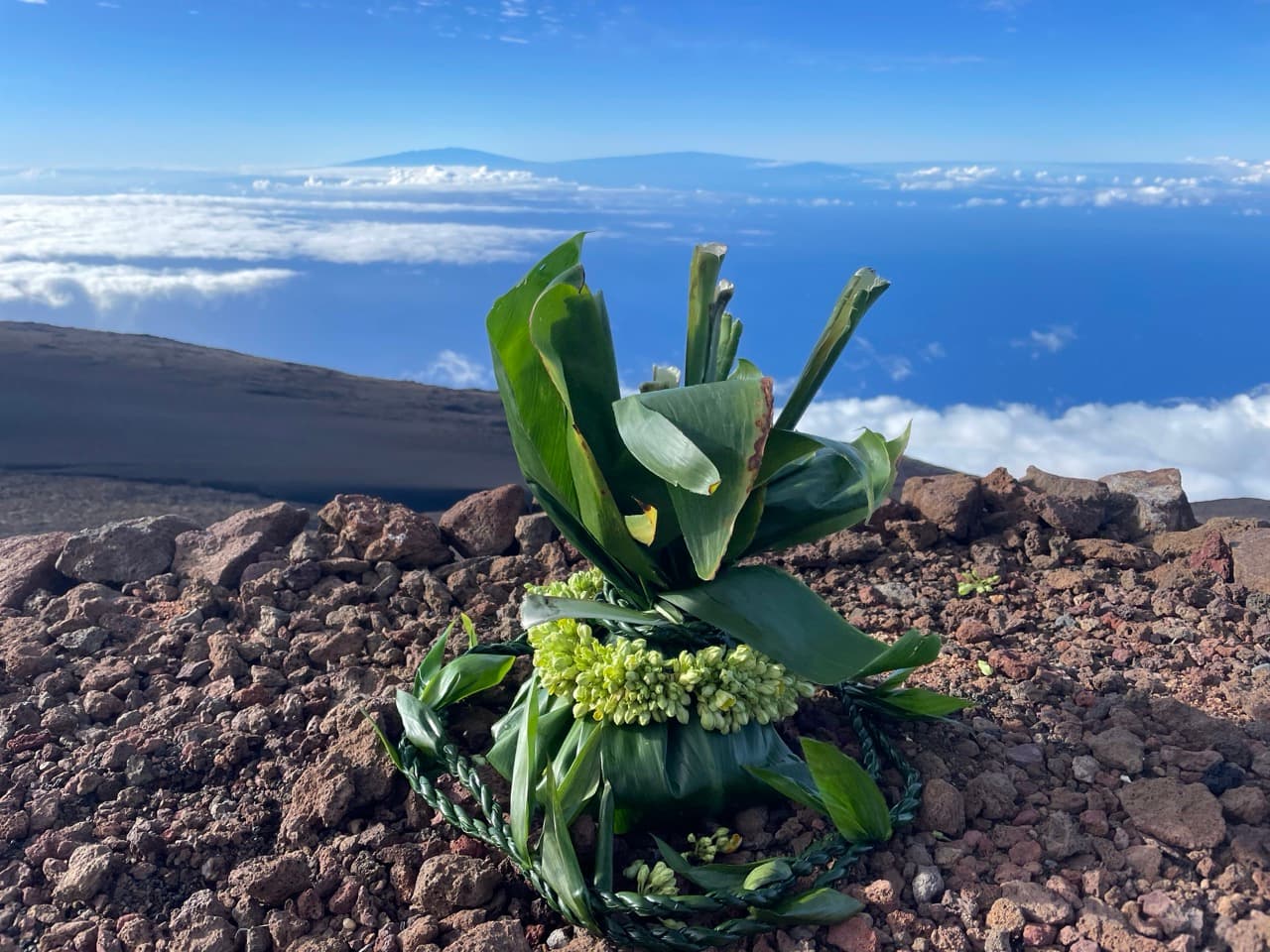 Architecture and legal structure