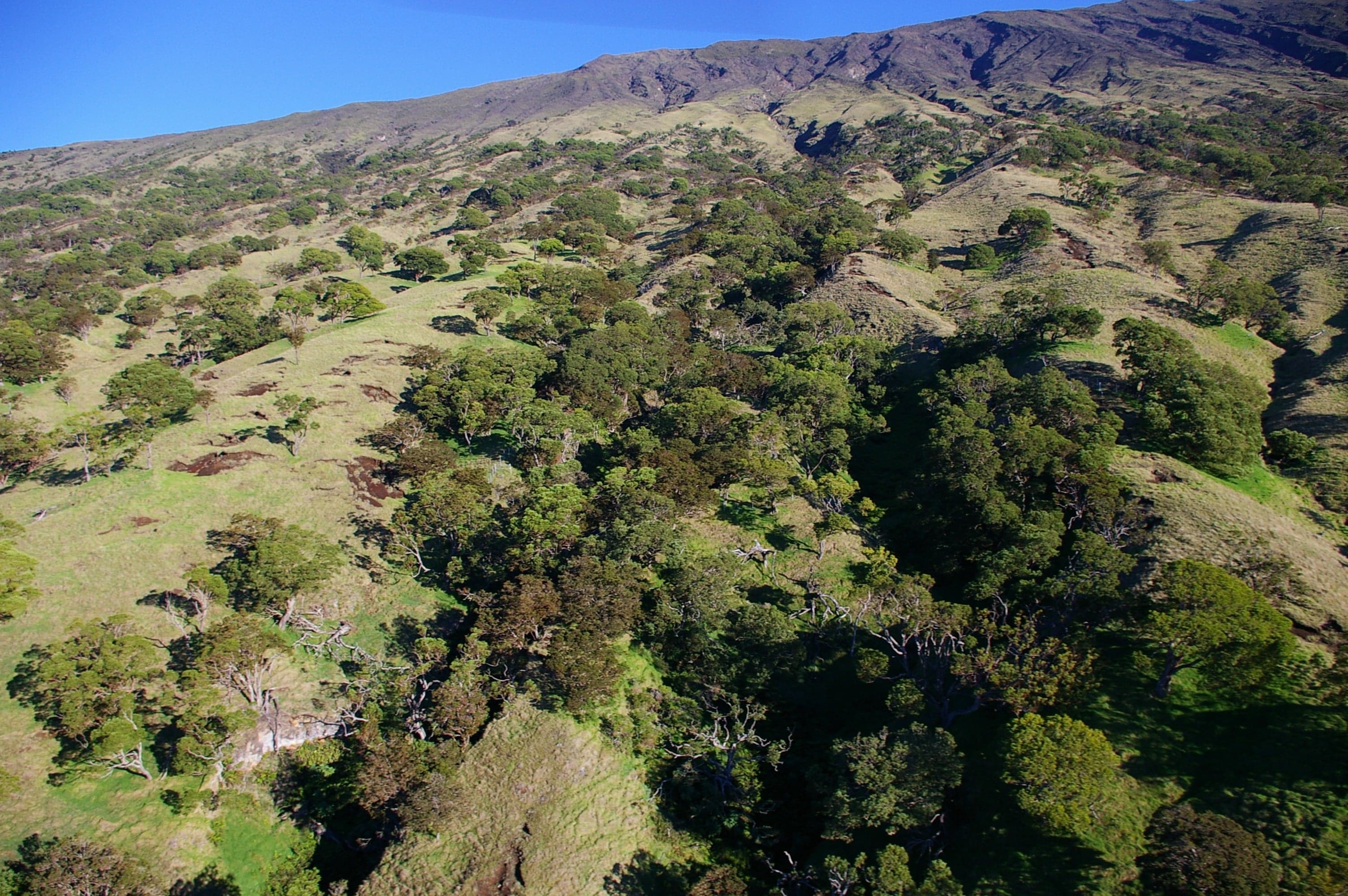 East Maui Watershed Protection